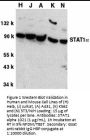 STAT1 alpha Antibody
