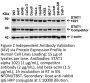 STAT1 alpha Antibody