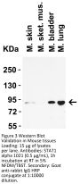 STAT1 alpha Antibody