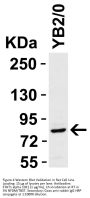 STAT1 alpha Antibody