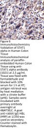 STAT1 alpha Antibody