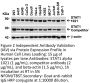 STAT1 alpha Antibody