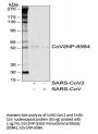 SARS-CoV-2 (COVID-19) Nucleocapsid Antibody [85B4]