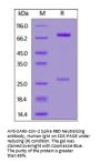 SARS-CoV-2 Spike RBD Neutralizing Antibody, monoclonal, Chimeric