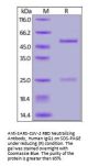 SARS-CoV-2 Spike RBD Neutralizing Antibody, monoclonal