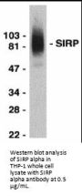 SIRP alpha Antibody