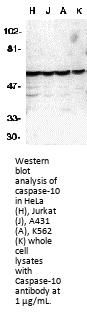 Caspase-10 Antibody