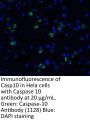 Caspase-10 Antibody