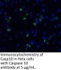 Caspase-10 Antibody