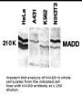 MADD Antibody