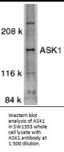 ASK1 Antibody