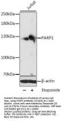 PARP1 Antibody