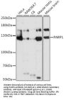 PARP1 Antibody