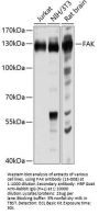 FAK Antibody