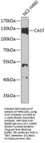 CAST Antibody