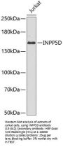 INPP5D Antibody