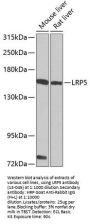 LRP5 Antibody
