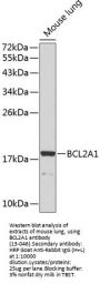 BCL2A1 Antibody