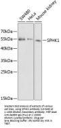 SPHK1 Antibody
