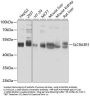 SLC9A3R1 Antibody