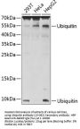 Ubiquitin Antibody