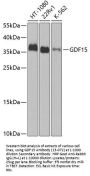 GDF15 Antibody