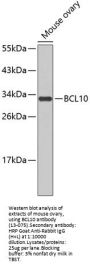 BCL10 Antibody