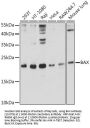 BAX Antibody, KO Validated