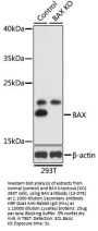 BAX Antibody, KO Validated