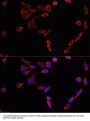 BAX Antibody, KO Validated