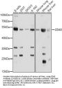 CD40 Antibody