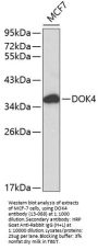DOK4 Antibody
