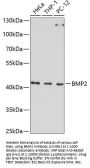 BMP2 Antibody