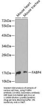 FABP4 Antibody