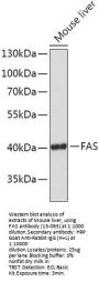 FAS Antibody