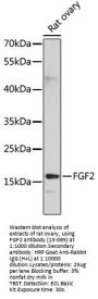 FGF2 Antibody