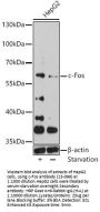 c-Fos Antibody