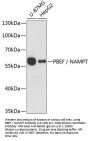 PBEF / NAMPT Antibody