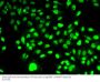 PBEF / NAMPT Antibody