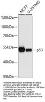 p53 Antibody