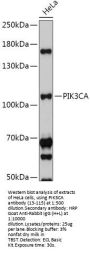 PIK3CA Antibody