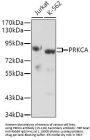 PRKCA Antibody