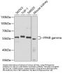PPAR gamma Antibody