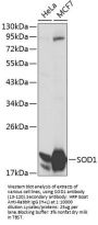 SOD1 Antibody