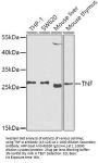 TNF-α Antibody
