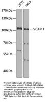 VCAM1 Antibody