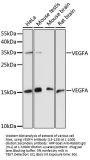VEGFA Antibody
