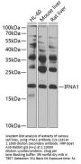 IFNA1 Antibody