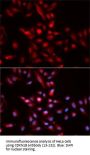 CDKN1B Antibody