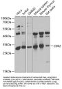 CDK2 Antibody